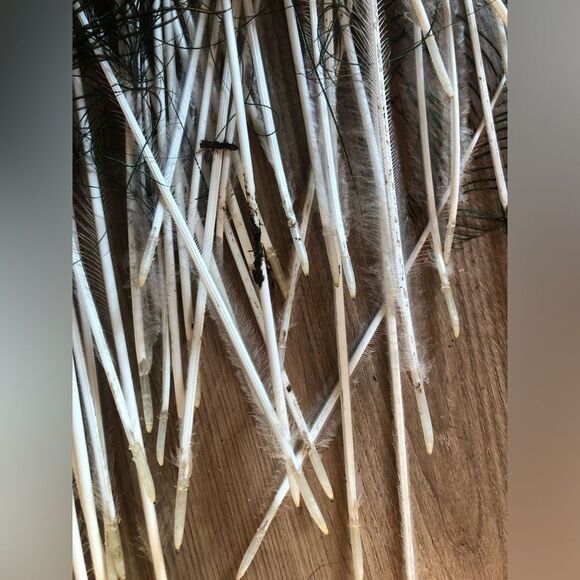 AUTHENTIC Peacock Feathers - Picture 14 of 14